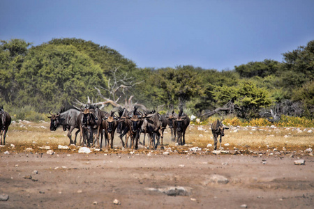 伤害蓝羚 Connochaetes taurinus, 去水坑, Etosha 国家公园, 纳米比亚