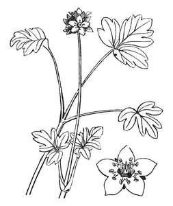 它是一种 Moschatel 植物, 是多年生草本开花植物, 复古线画或雕刻插图