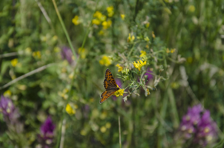 昆虫, 蝴蝶坐在绿草上的花朵上, 夏日, 特写
