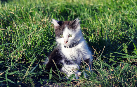 小猫灰色一点, 坐在绿草, 夏天的日子, 特写