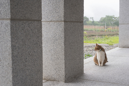 国内的大花猫