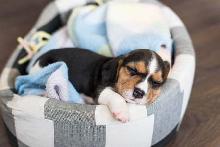 小猎犬犬睡在家里的床上覆盖着毯子