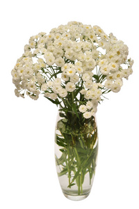 亚罗花在一个花瓶里, 在白色的背景下被隔绝。美丽的静物, 对象。平躺, 顶部视图。爱。情人节