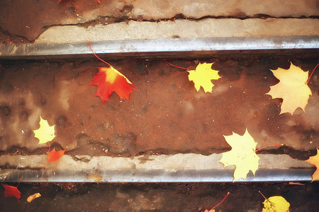 落下的黄色叶子背景模糊的黄色秋天背景与叶子在地面, 印度夏天, 10月叶子