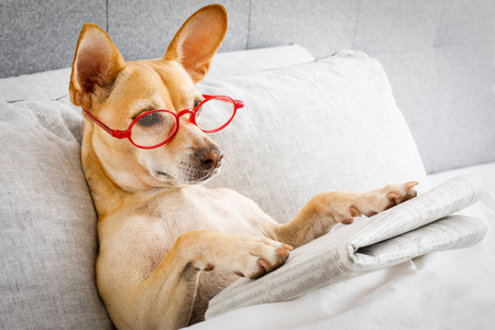 狗在床上休息和阅读报纸, 卧室下的毯子, 清晨