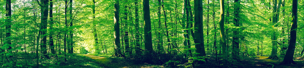 森林风光与绿色山毛榉树