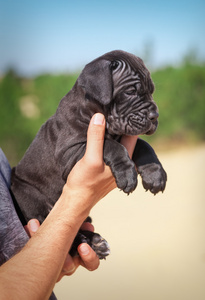 美丽的年轻小狗意大利獒犬科索1个月