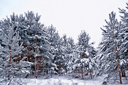 弗罗斯特的森林。冬季景观。冰雪覆盖的树木