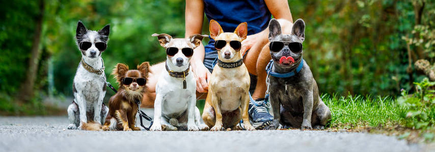 小组狗与所有者和皮带准备去散步或对讲机, 户外在公园外面所有戴着花哨的太阳镜