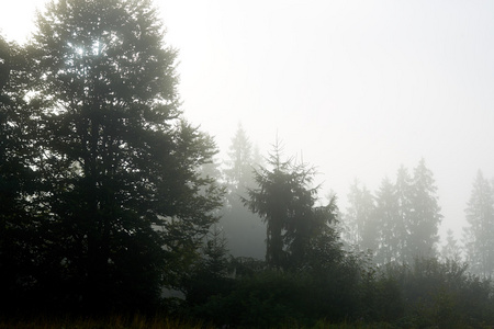 在低卧云笼罩在雾中风景景观观常绿针叶树与树木丛生的山坡