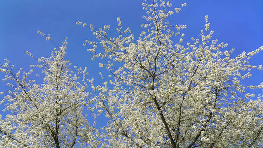 美丽的春天开花的树反对晴朗的蓝天