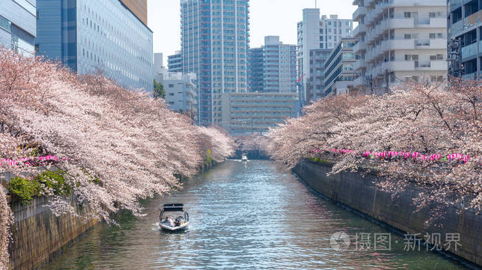 日本目黑区河东京樱花季节