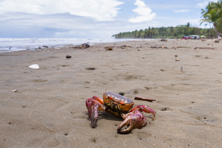 在海滩上的热带蟹