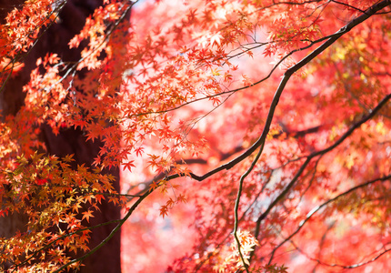 美丽多彩的秋天的落叶