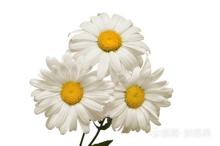 白色背景的花束白色菊花花.平躺, 顶部视图.花卉图案