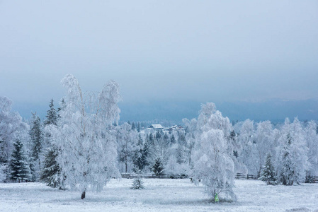 森林里的第一场雪。覆盖自然树木和植物的霜和霜
