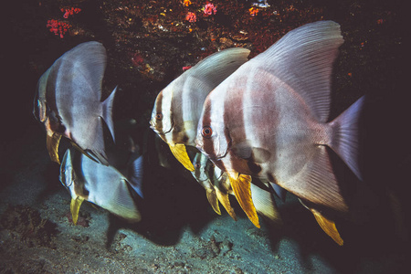 印度洋珊瑚礁下羽状 spad 鱼的水下图像