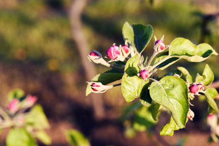 苹果盛开的花朵在果园特写, 摩尔多瓦