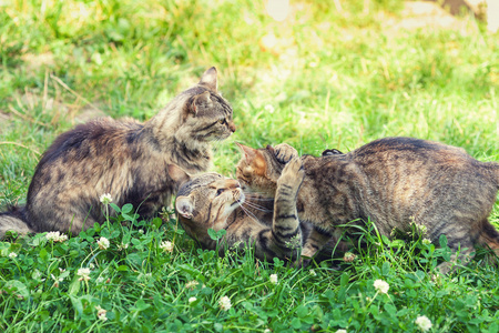 三只小猫在草地上