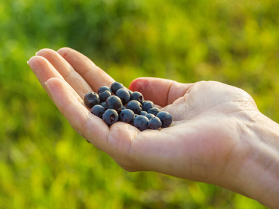 成熟生鲜浆果蓝莓在妇女手中。健康饮食节食素食理念
