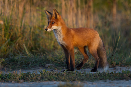 一个可爱的, 年轻的, 火热的, 红色的狐狸幼崽站立, 照亮了黄昏的太阳, 对草地的背景。看那边。黄昏之光。一个。景观