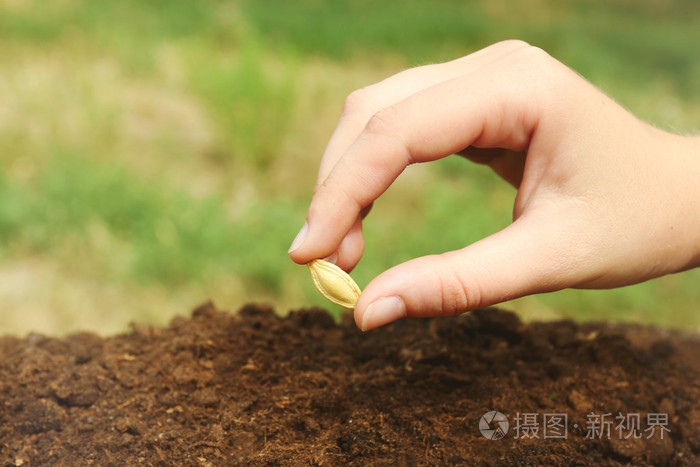 将种子放入土壤的女人手
