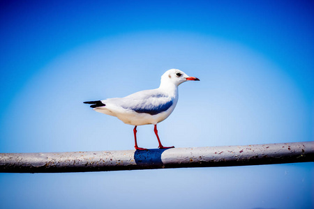 蓝色天空背景上一根木杆上的白海鸥