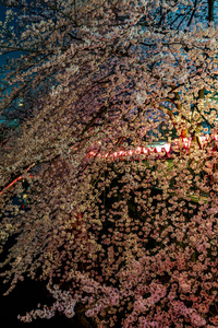 日本目黑区河东京樱花季节图片