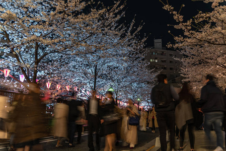 日本目黑区河东京樱花季节图片