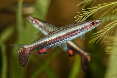 在水族馆的鱼铅笔 Nannostomus 康 的肖像