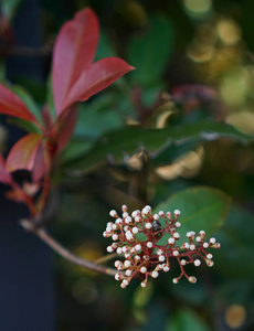 特写盛开的白花花蕾