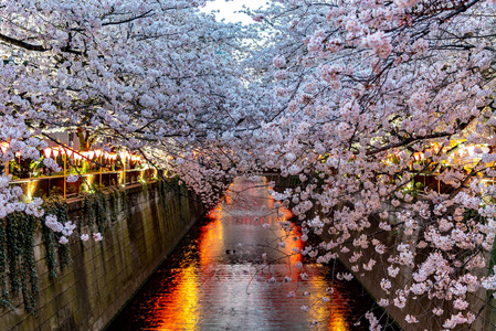 日本目黑区河东京樱花季节图片