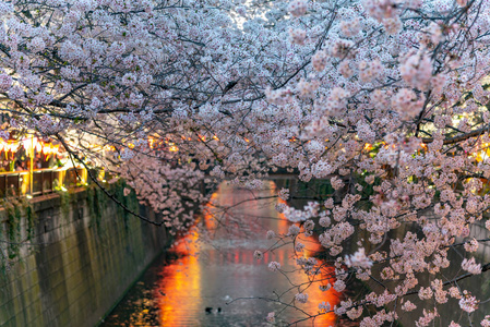 日本目黑区河东京樱花季节