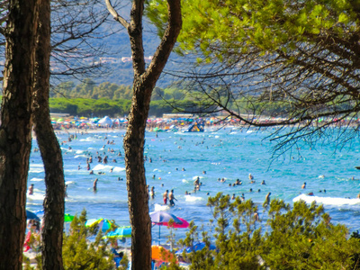 在波尔图阿伊努海滩的松树, 靠近 Budoni, Gallura, 东撒丁岛, 撒丁岛, 意大利, 欧洲