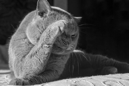 一只灰猫的肖像躺在那里洗。英国短毛猫猫舔语言一前爪和爪子, 锋利的小深度