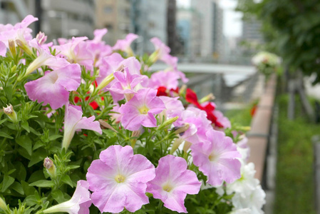 粉红色的花和植物与城市大厦背景