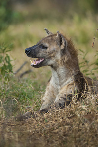 南非野生土狼