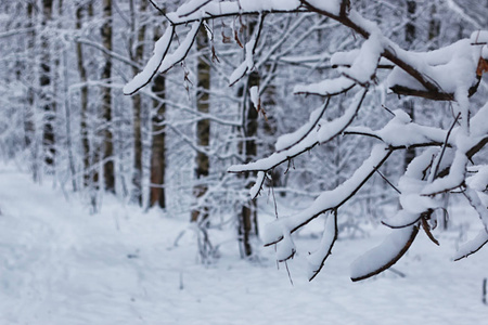 冬季森林景观阳光和雪