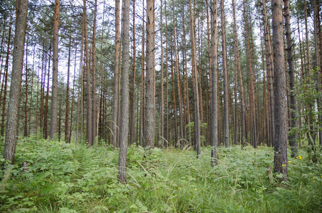 松树, 森林, 树叶, 树干, 高大, 草, 绿色, 太阳, 光, 光线, 夏天, 散步, 森林, 景观, 旅游