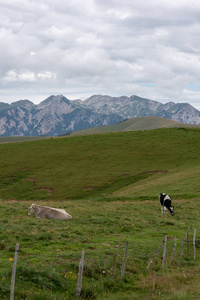 草地上的两头母牛