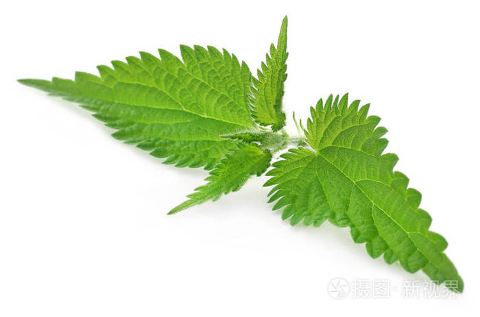 药用荨麻叶子在白色背景下