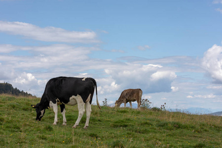 两只斑驳的奶牛在草地上吃东西