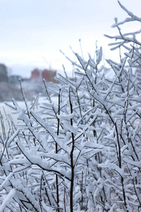 冬季森林景观阳光和雪