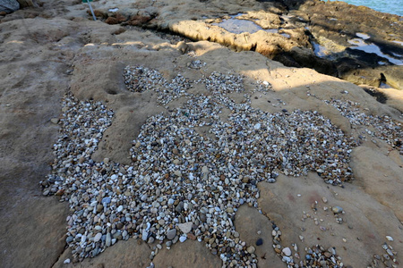 以色列北部的地中海沿岸有石块