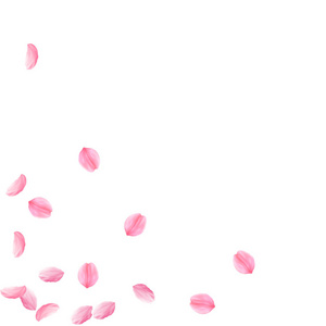 樱花花瓣落下。浪漫的粉红色丝质中花。稀疏的飞樱瓣。散射