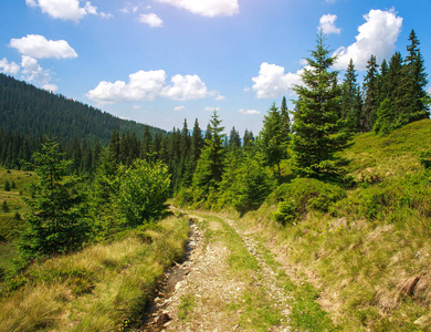 天空中松树林的山路