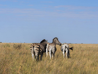 达马拉斑马群, 马 burchelli 安帝古伦, 在 Makgadikgadi 国家公园的高大草丛中, 博茨瓦纳