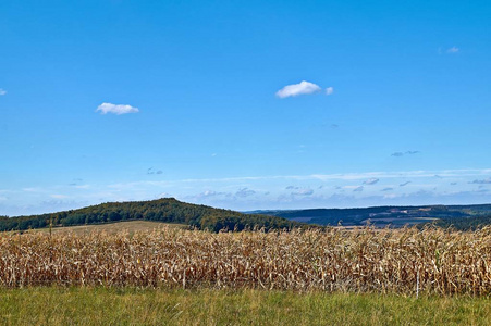 美丽的风景在北部 Eifel 在德国, 与黑麦领域在前景