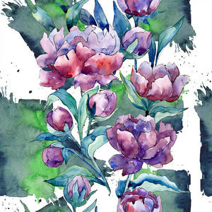 野花紫色牡丹花的水彩风格。花卉植物花。无缝的背景图案。织物墙纸打印纹理。背景质地花纹的水彩画野花