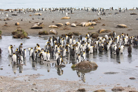 北极的一些企鹅四处走动, 寻找年轻的